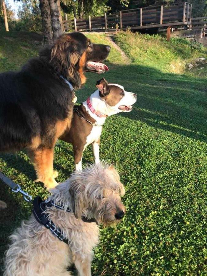 Holiday Guesthouse La Casina Di Butzi Pet Friendly - Terme Di Arta - Zoncolan Arta Terme Bagian luar foto